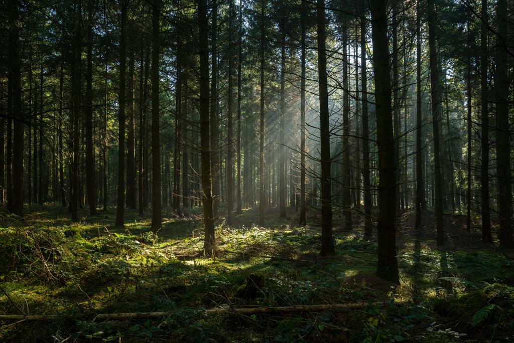 Scandic_Brand_forest.jpg