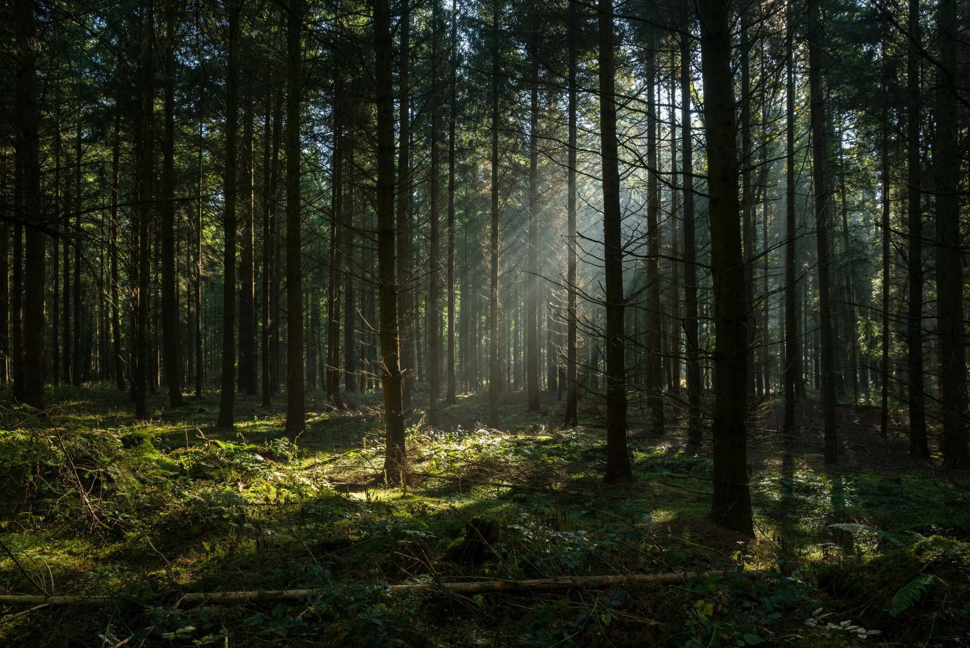 Scandic_Brand_forest.jpg