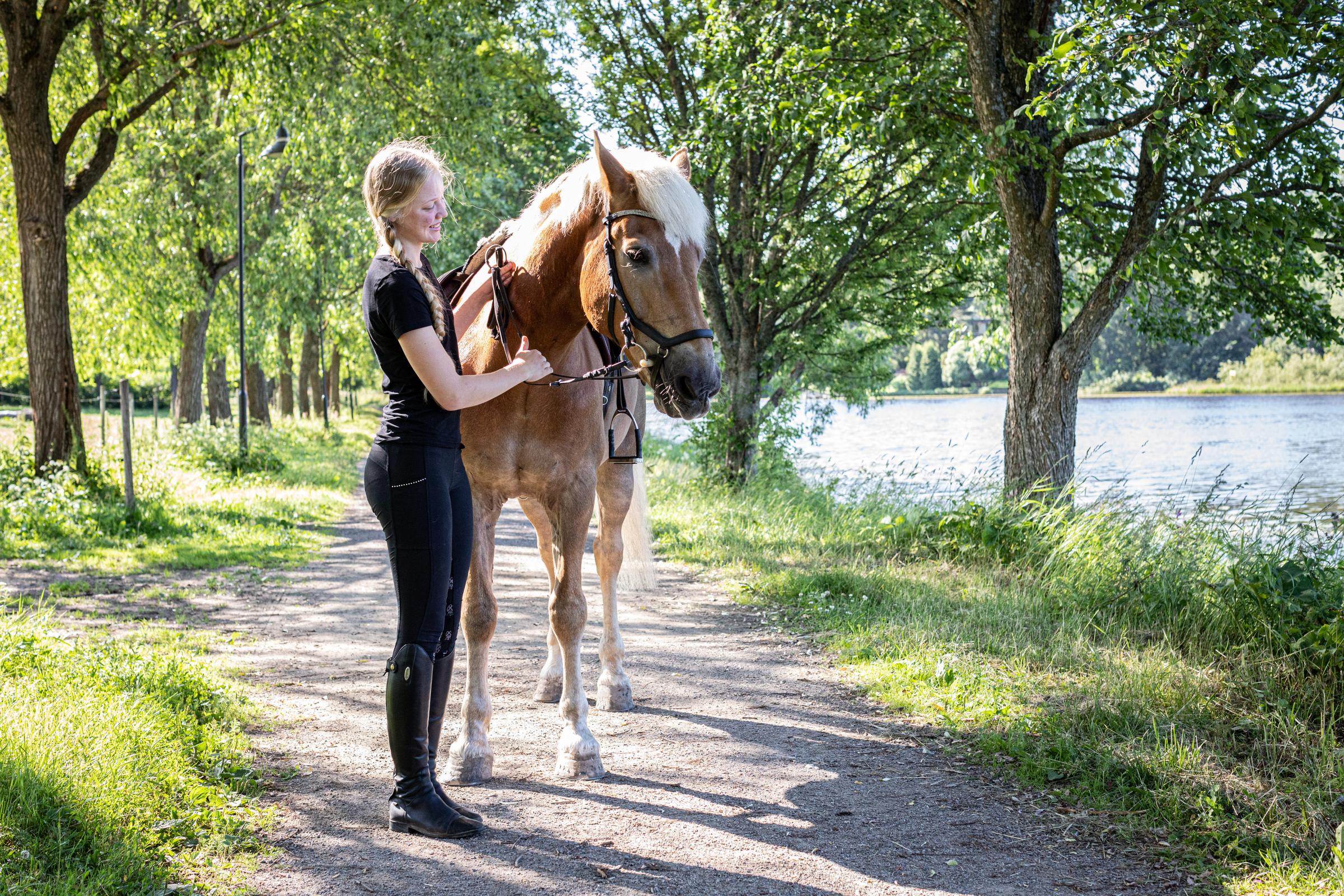 horse in nature by scandic aulanko in finland