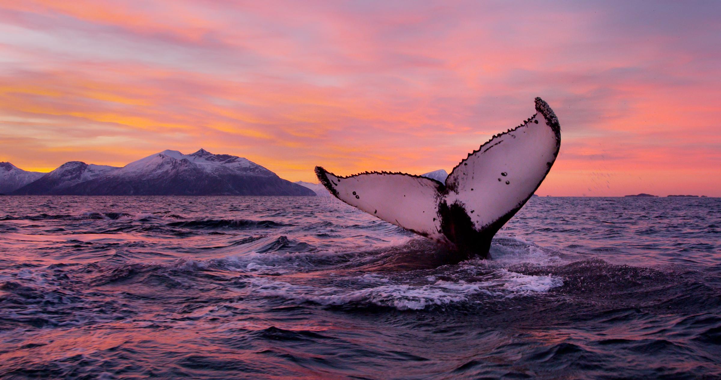 Asgeir Helgestad - Artic Light AS, Visitnorway.com