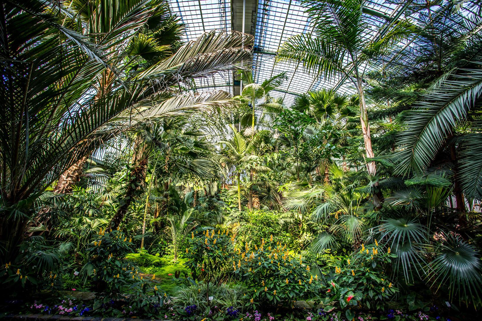 Palm garden in Frankfurt am Main