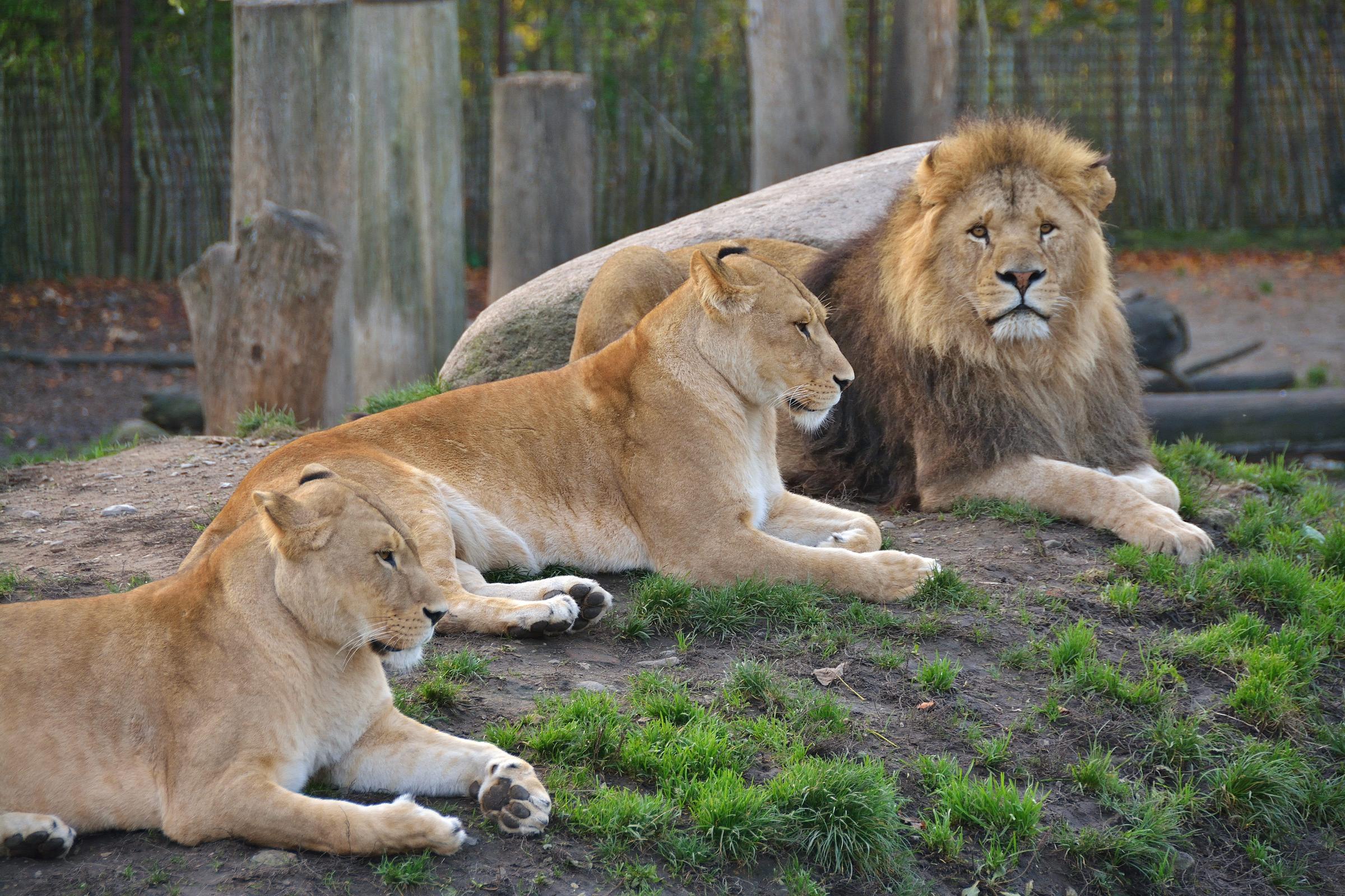 Lions in Odense ZOO