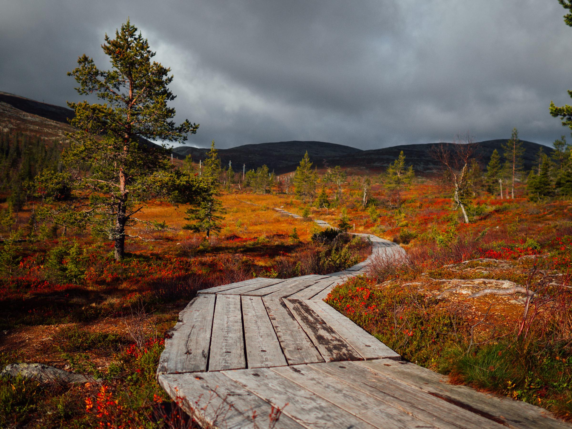 lapland-autumn-colors.jpg