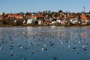 Birds all over the winter lake in Kolding.