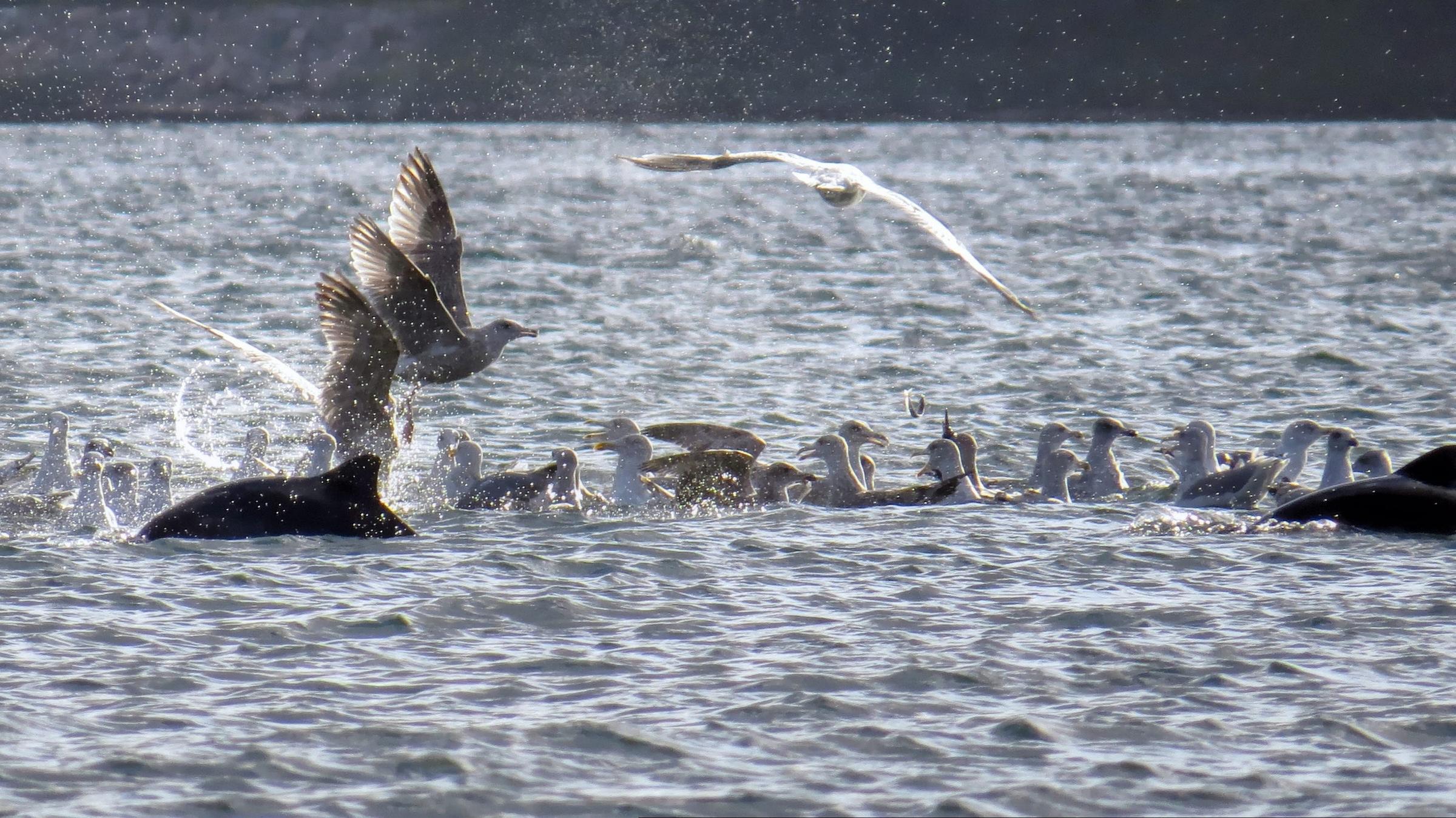 Whales in Middelfart