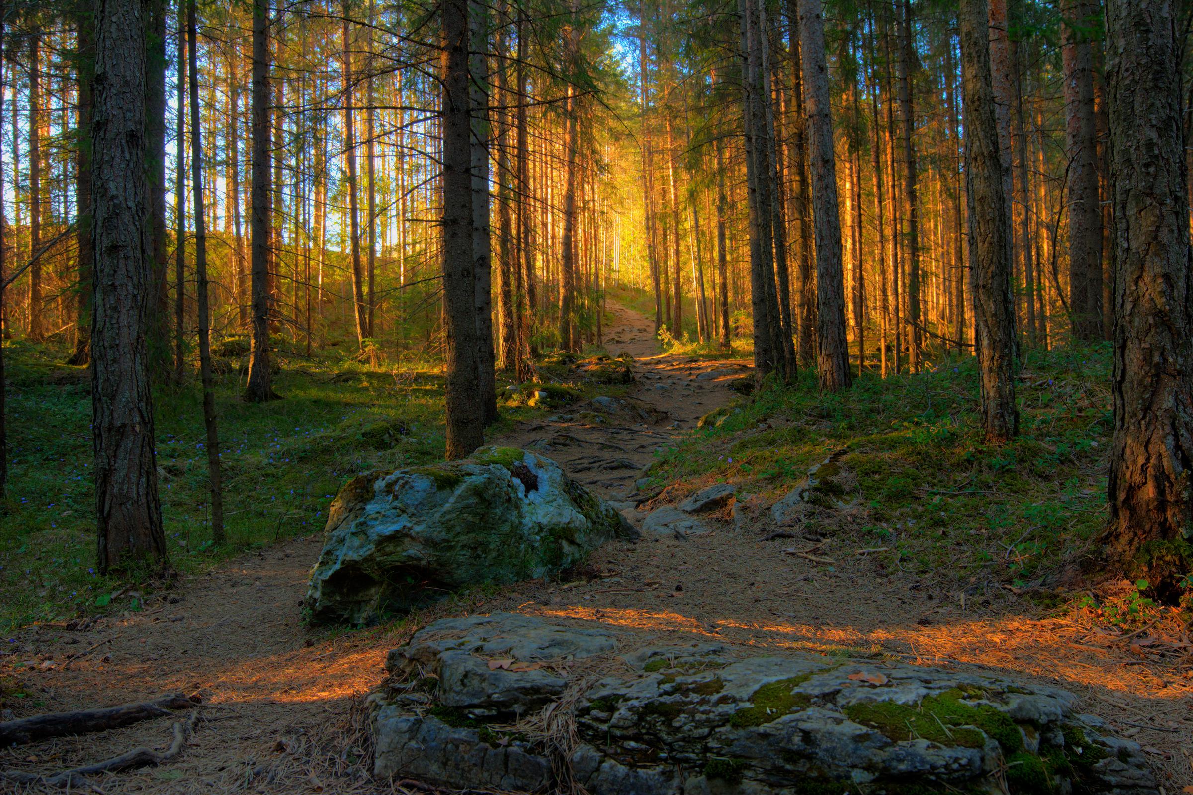 500px Photo ID: 67146799 - forest pathway