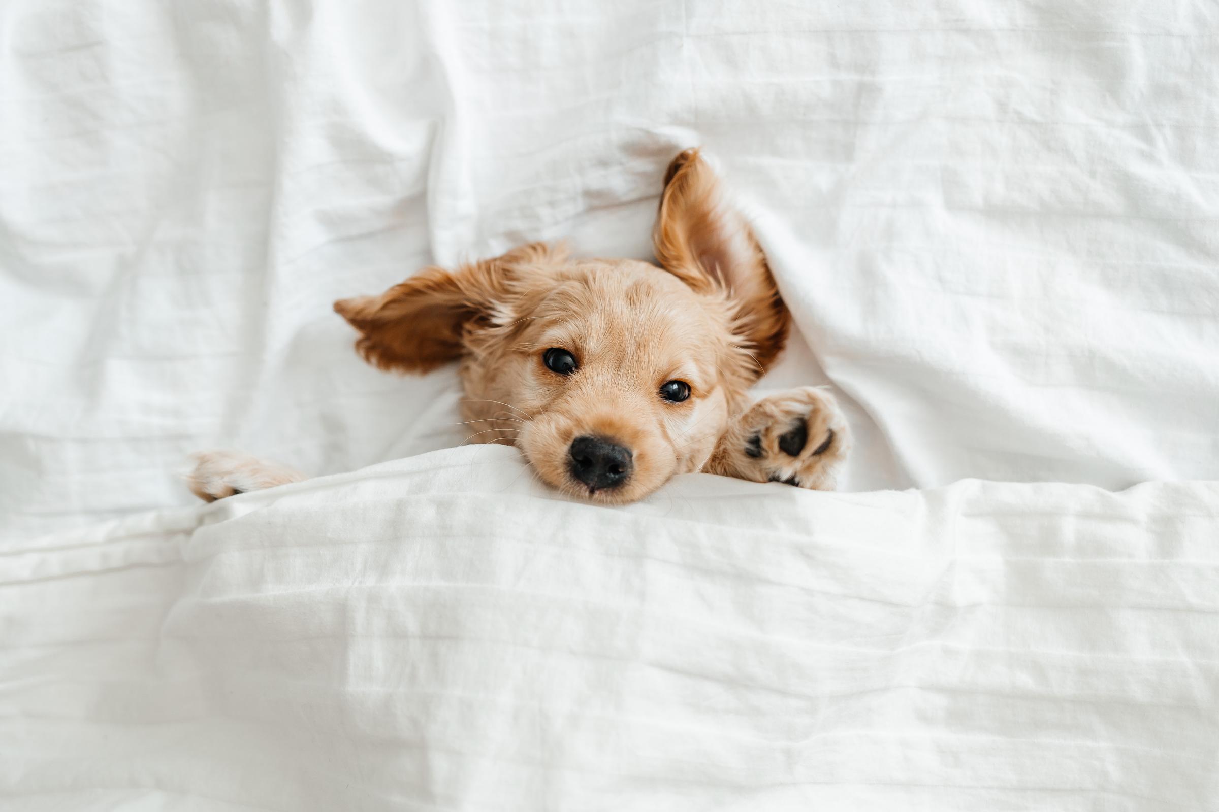 funny little puppy on a white blanket, Funny moments of a dog