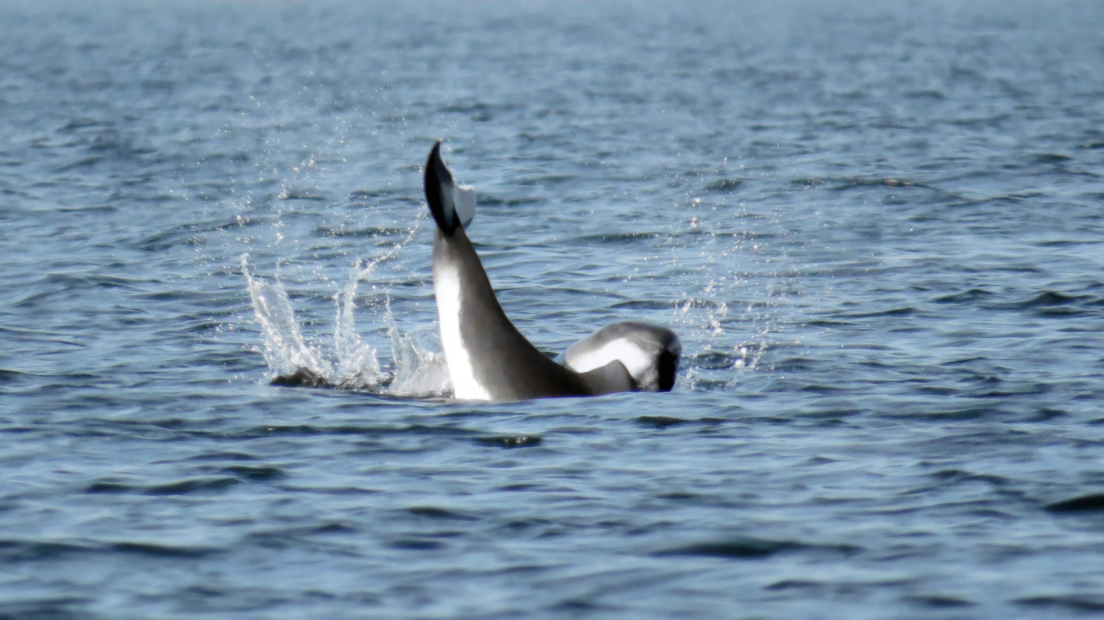 Whales in Middelfart