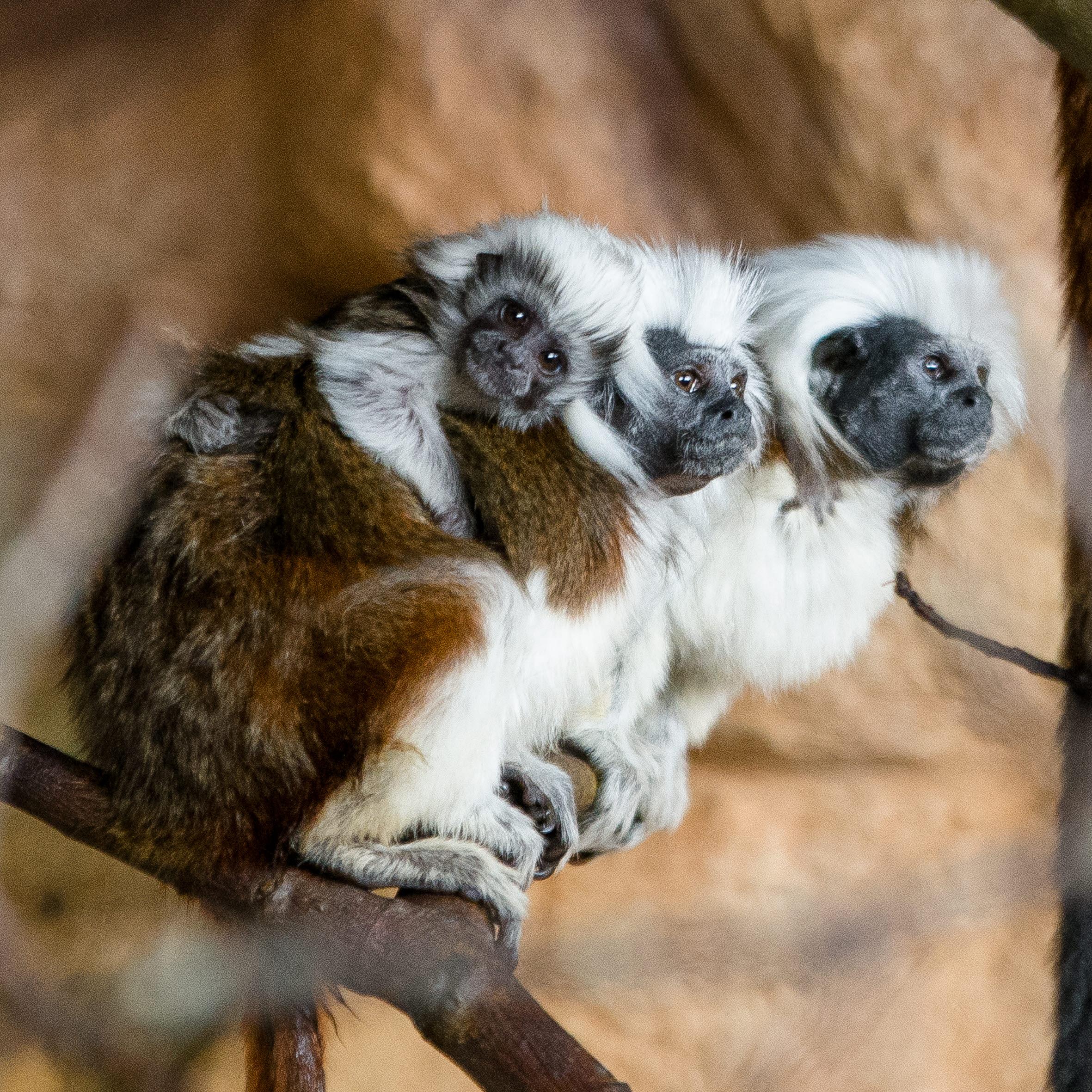 Bomullshuvudtamariner på Furuviksparken
