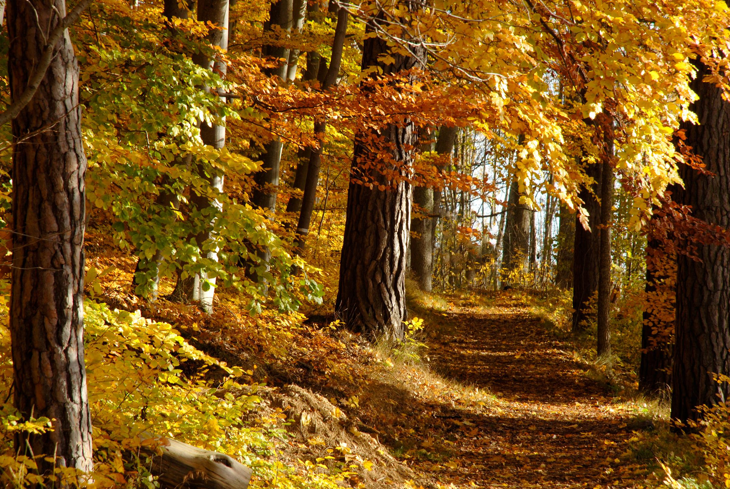 Autumn in Denmark