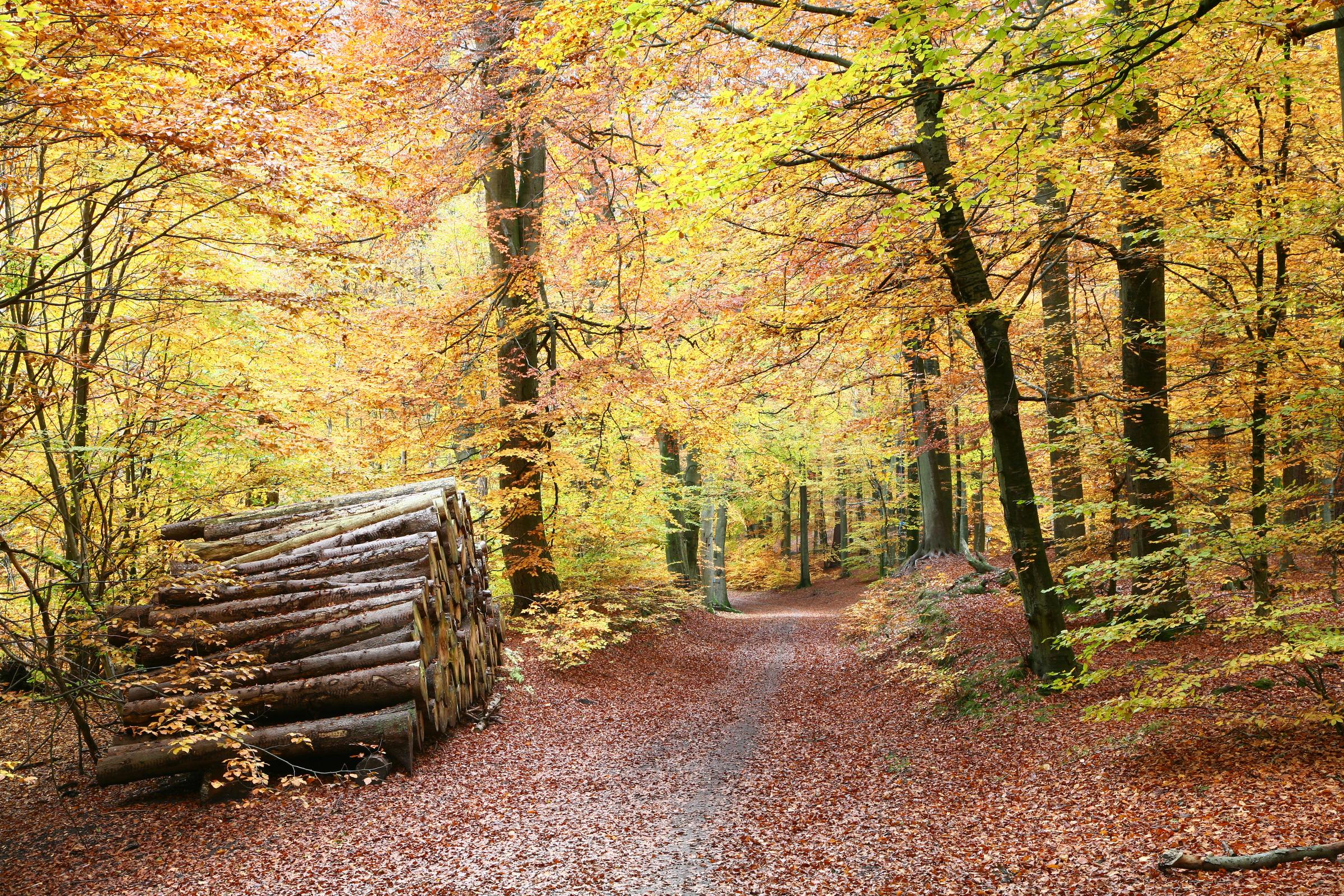 Autumn in Denmark